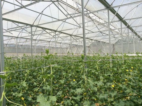Vật tư nhà kính nông nghiệp 1
